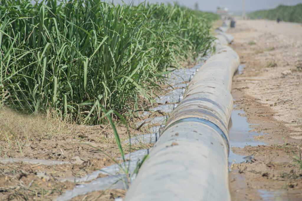 خیز نیشکر به‌سوی تأمین «امنیت آب» با افزایش بهره‌وری